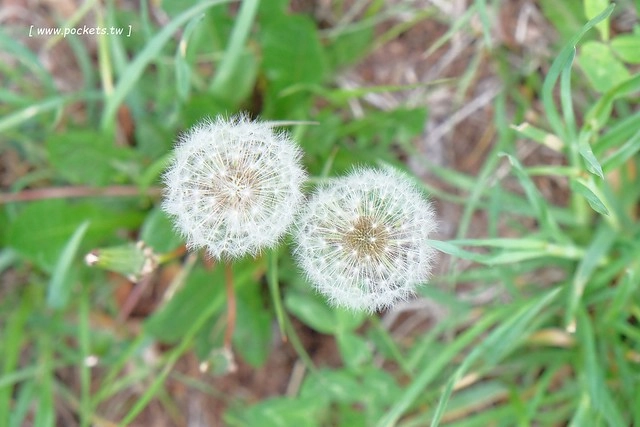 日本山梨｜清里一日遊．Rock餐廳、清里聖アンデレ教会、清高寮、萌木之村 @飛天璇的口袋
