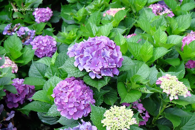 台北士林｜陽明山亞尼克夢想村1號店，美軍宿舍改建的甜點店，陽明山兩天一夜輕旅行 @飛天璇的口袋