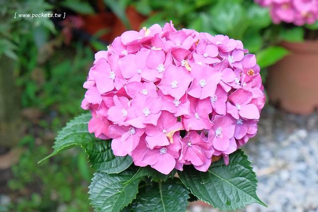 台北士林｜陽明山亞尼克夢想村1號店，美軍宿舍改建的甜點店，陽明山兩天一夜輕旅行 @飛天璇的口袋