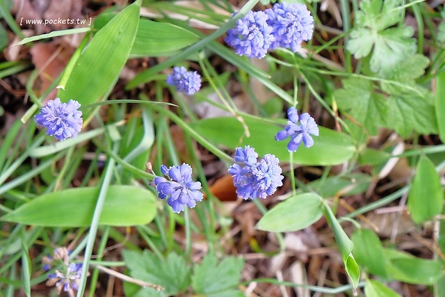 日本山梨｜清里一日遊．Rock餐廳、清里聖アンデレ教会、清高寮、萌木之村 @飛天璇的口袋