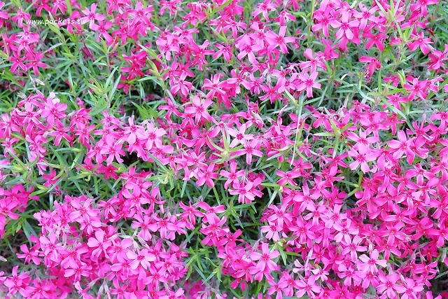 日本山梨｜清里一日遊．Rock餐廳、清里聖アンデレ教会、清高寮、萌木之村 @飛天璇的口袋