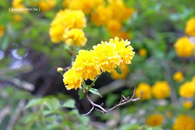 日本山梨｜清里一日遊．Rock餐廳、清里聖アンデレ教会、清高寮、萌木之村 @飛天璇的口袋