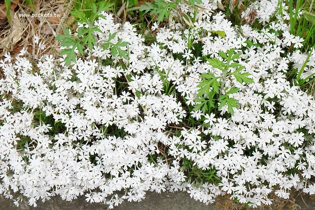 日本山梨｜清里一日遊．Rock餐廳、清里聖アンデレ教会、清高寮、萌木之村 @飛天璇的口袋