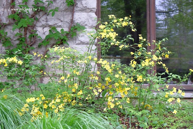 日本山梨｜清里一日遊．Rock餐廳、清里聖アンデレ教会、清高寮、萌木之村 @飛天璇的口袋