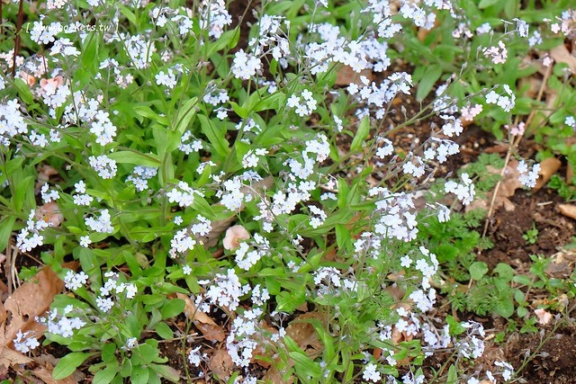 日本山梨｜清里一日遊．Rock餐廳、清里聖アンデレ教会、清高寮、萌木之村 @飛天璇的口袋