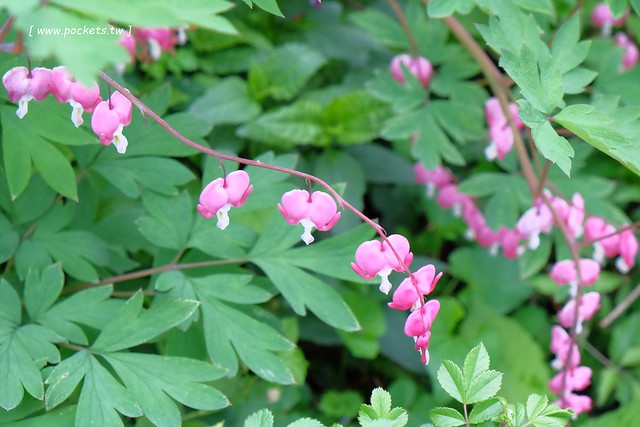 日本山梨｜清里一日遊．Rock餐廳、清里聖アンデレ教会、清高寮、萌木之村 @飛天璇的口袋