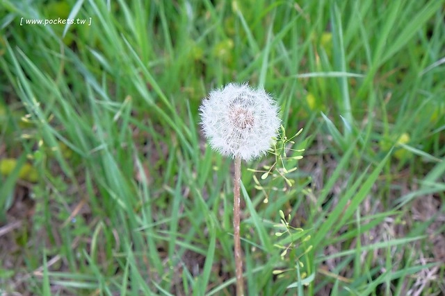 日本山梨｜清里一日遊．Rock餐廳、清里聖アンデレ教会、清高寮、萌木之村 @飛天璇的口袋
