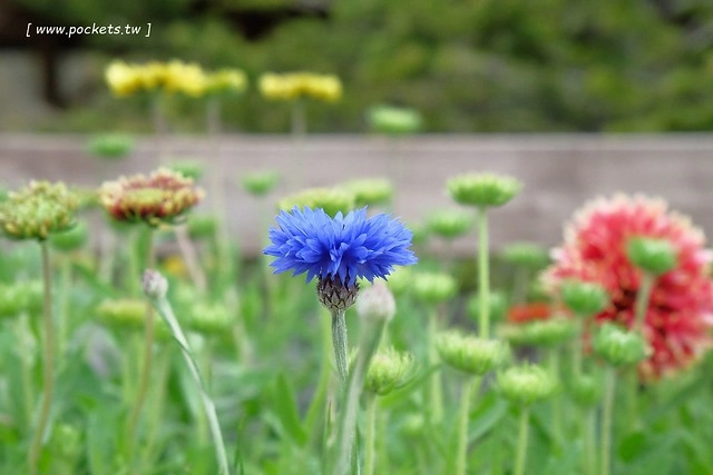 日本山梨｜清里一日遊．Rock餐廳、清里聖アンデレ教会、清高寮、萌木之村 @飛天璇的口袋