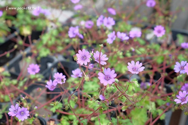 日本山梨｜清里一日遊．Rock餐廳、清里聖アンデレ教会、清高寮、萌木之村 @飛天璇的口袋