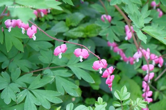 日本山梨｜清里一日遊．Rock餐廳、清里聖アンデレ教会、清高寮、萌木之村 @飛天璇的口袋