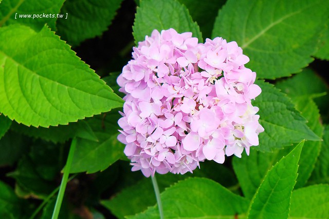 台北大同｜台北城大飯店，台灣第一座由古蹟改建的旅館，鄰近大稻埕碼頭和寧夏夜市 @飛天璇的口袋