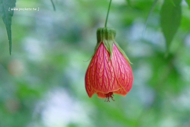 台中新社｜薰衣草森林新社店．充滿幸福的紫色樂園，享受森林裡的芬多精 @飛天璇的口袋