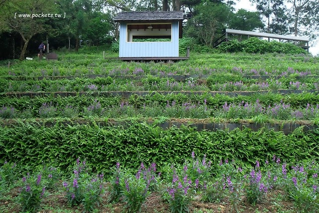 台中新社｜薰衣草森林新社店．充滿幸福的紫色樂園，享受森林裡的芬多精 @飛天璇的口袋