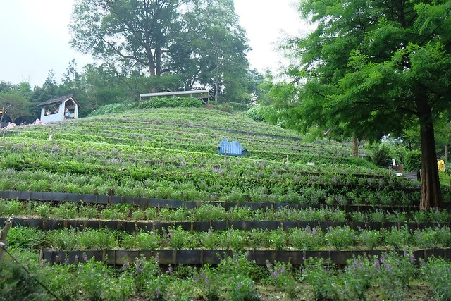 台中新社｜薰衣草森林新社店．充滿幸福的紫色樂園，享受森林裡的芬多精 @飛天璇的口袋