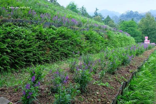 台中新社｜薰衣草森林新社店．充滿幸福的紫色樂園，享受森林裡的芬多精 @飛天璇的口袋