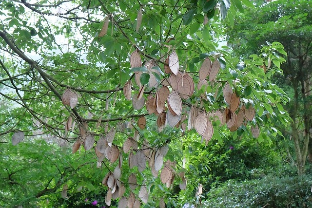 台中新社｜薰衣草森林新社店．充滿幸福的紫色樂園，享受森林裡的芬多精 @飛天璇的口袋