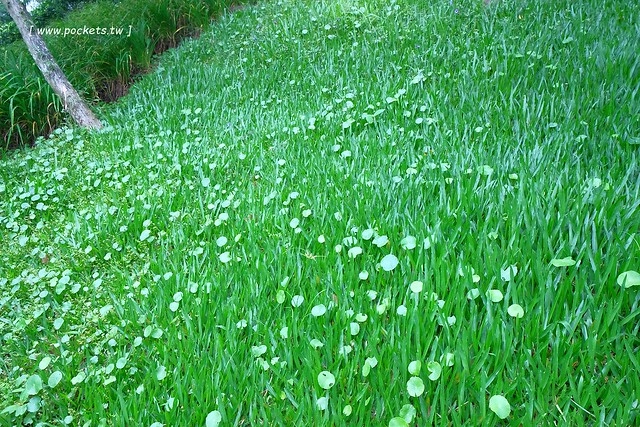 台中新社｜薰衣草森林新社店．充滿幸福的紫色樂園，享受森林裡的芬多精 @飛天璇的口袋
