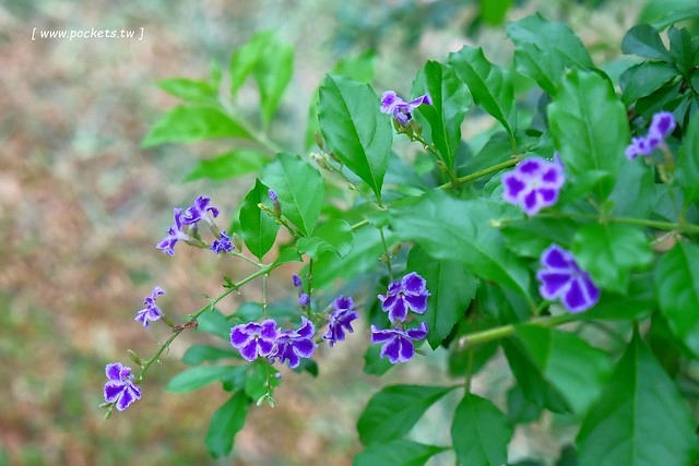 台中新社｜薰衣草森林新社店．充滿幸福的紫色樂園，享受森林裡的芬多精 @飛天璇的口袋