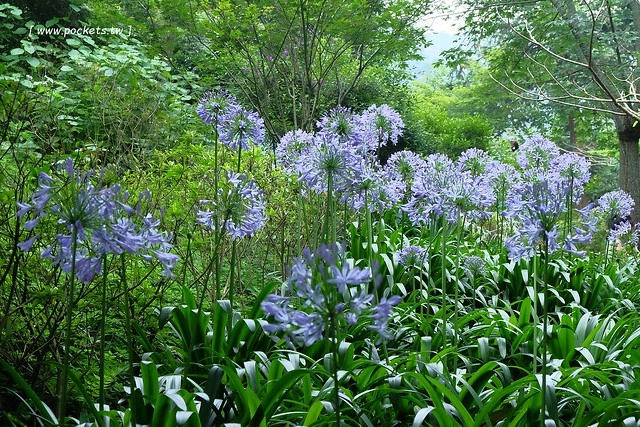 台中新社｜薰衣草森林新社店．充滿幸福的紫色樂園，享受森林裡的芬多精 @飛天璇的口袋