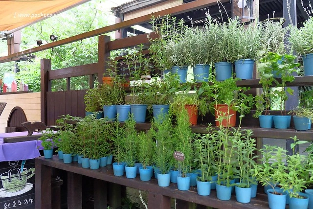 台中新社｜薰衣草森林新社店．充滿幸福的紫色樂園，享受森林裡的芬多精 @飛天璇的口袋