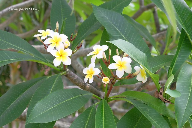 日本沖繩｜美麗海水族館．絢麗多彩的沖繩之謎，嘆為觀止的黑潮之海 @飛天璇的口袋
