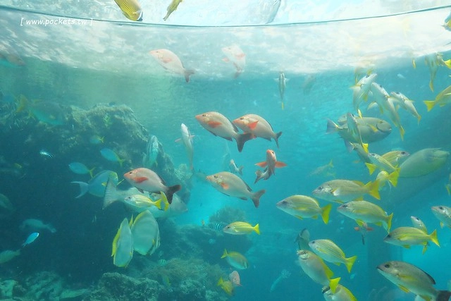 日本沖繩｜美麗海水族館．絢麗多彩的沖繩之謎，嘆為觀止的黑潮之海 @飛天璇的口袋
