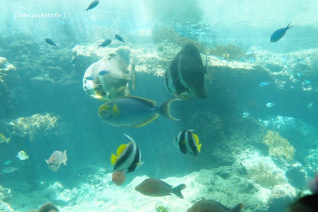 日本沖繩｜美麗海水族館．絢麗多彩的沖繩之謎，嘆為觀止的黑潮之海 @飛天璇的口袋