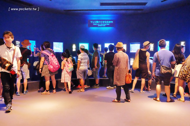 日本沖繩｜美麗海水族館．絢麗多彩的沖繩之謎，嘆為觀止的黑潮之海 @飛天璇的口袋