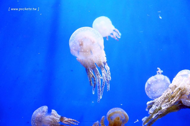 日本沖繩｜美麗海水族館．絢麗多彩的沖繩之謎，嘆為觀止的黑潮之海 @飛天璇的口袋