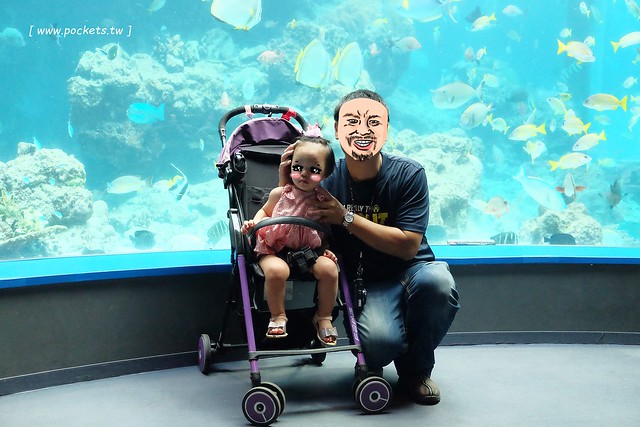 日本沖繩｜美麗海水族館．絢麗多彩的沖繩之謎，嘆為觀止的黑潮之海 @飛天璇的口袋