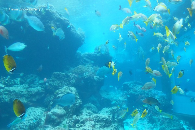 日本沖繩｜美麗海水族館．絢麗多彩的沖繩之謎，嘆為觀止的黑潮之海 @飛天璇的口袋