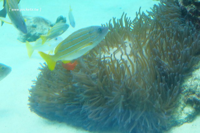 日本沖繩｜美麗海水族館．絢麗多彩的沖繩之謎，嘆為觀止的黑潮之海 @飛天璇的口袋