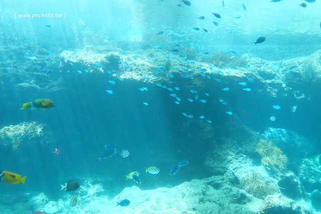 日本沖繩｜美麗海水族館．絢麗多彩的沖繩之謎，嘆為觀止的黑潮之海 @飛天璇的口袋