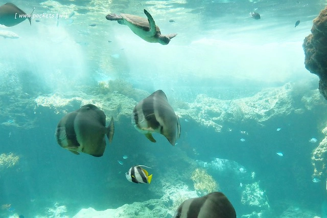 日本沖繩｜美麗海水族館．絢麗多彩的沖繩之謎，嘆為觀止的黑潮之海 @飛天璇的口袋