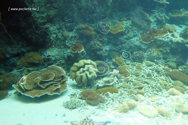 日本沖繩｜美麗海水族館．絢麗多彩的沖繩之謎，嘆為觀止的黑潮之海 @飛天璇的口袋