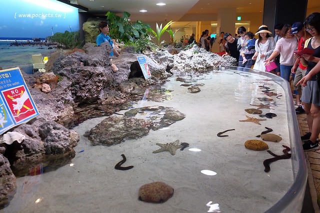 日本沖繩｜美麗海水族館．絢麗多彩的沖繩之謎，嘆為觀止的黑潮之海 @飛天璇的口袋