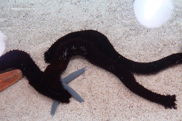 日本沖繩｜美麗海水族館．絢麗多彩的沖繩之謎，嘆為觀止的黑潮之海 @飛天璇的口袋
