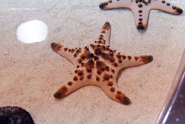 日本沖繩｜美麗海水族館．絢麗多彩的沖繩之謎，嘆為觀止的黑潮之海 @飛天璇的口袋