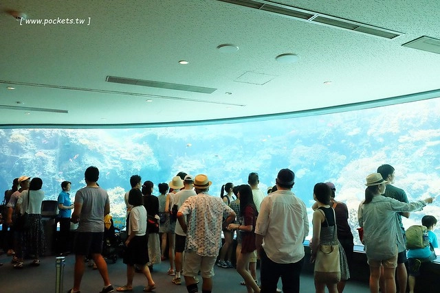 日本沖繩｜美麗海水族館．絢麗多彩的沖繩之謎，嘆為觀止的黑潮之海 @飛天璇的口袋