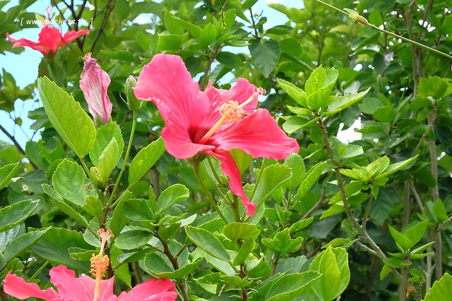 日本沖繩｜沖繩自駕4天3夜親子遊｜台北&rarr;沖繩&rarr;Travel租車公司&rarr;沖繩必遊景點推薦&rarr;沖繩必吃美食推薦&rarr;沖繩住宿推薦 @飛天璇的口袋