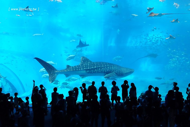 日本沖繩｜沖繩自駕4天3夜親子遊｜台北&rarr;沖繩&rarr;Travel租車公司&rarr;沖繩必遊景點推薦&rarr;沖繩必吃美食推薦&rarr;沖繩住宿推薦 @飛天璇的口袋
