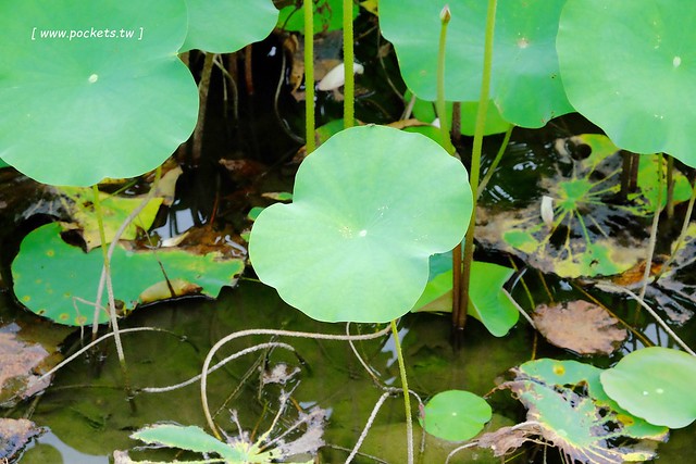 喬巴咖啡．CHOPPER CAFE┃台中東勢美食：簡單小巧的空間，以單品咖啡為主，老闆對咖啡解說很詳細(同場加映：東勢林業園區荷花季) @飛天璇的口袋