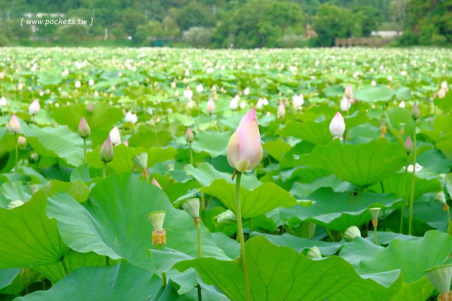 喬巴咖啡．CHOPPER CAFE┃台中東勢美食：簡單小巧的空間，以單品咖啡為主，老闆對咖啡解說很詳細(同場加映：東勢林業園區荷花季) @飛天璇的口袋