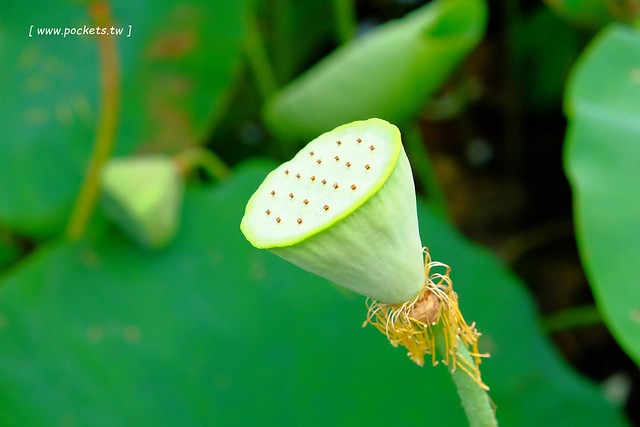 喬巴咖啡．CHOPPER CAFE┃台中東勢美食：簡單小巧的空間，以單品咖啡為主，老闆對咖啡解說很詳細(同場加映：東勢林業園區荷花季) @飛天璇的口袋