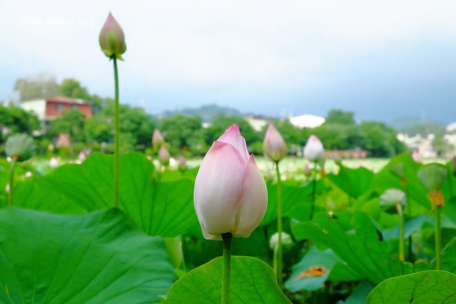 喬巴咖啡．CHOPPER CAFE┃台中東勢美食：簡單小巧的空間，以單品咖啡為主，老闆對咖啡解說很詳細(同場加映：東勢林業園區荷花季) @飛天璇的口袋