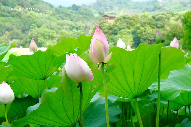 喬巴咖啡．CHOPPER CAFE┃台中東勢美食：簡單小巧的空間，以單品咖啡為主，老闆對咖啡解說很詳細(同場加映：東勢林業園區荷花季) @飛天璇的口袋