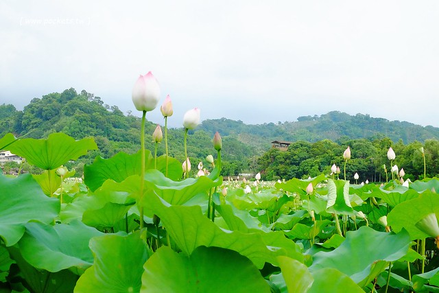 喬巴咖啡．CHOPPER CAFE┃台中東勢美食：簡單小巧的空間，以單品咖啡為主，老闆對咖啡解說很詳細(同場加映：東勢林業園區荷花季) @飛天璇的口袋