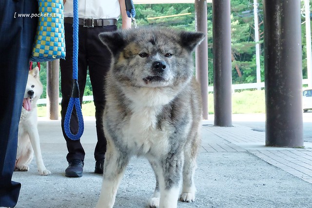 日本秋田旅遊景點┃秋田趴趴造Day2：角館TATETSU家和服體驗&rarr;角館武家屋敷(青柳家)&rarr;KURAKICHI和菓子&rarr;田澤湖(辰子、獨木舟)&rarr; 乳頭溫泉妙乃湯 @飛天璇的口袋