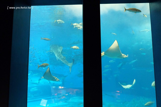 日本沖繩｜美麗海水族館．絢麗多彩的沖繩之謎，嘆為觀止的黑潮之海 @飛天璇的口袋