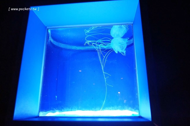 日本沖繩｜美麗海水族館．絢麗多彩的沖繩之謎，嘆為觀止的黑潮之海 @飛天璇的口袋